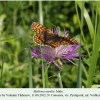 melitaea aurelia verblyudka male 1